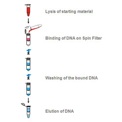 innuPREP Blood DNA Mini Kit