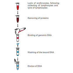 innuPREP Blood DNA Midi Kit