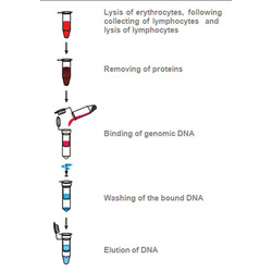 innuPREP Blood DNA Master Kit
