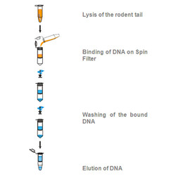 blackPREP Rodent Tail DNA Kit