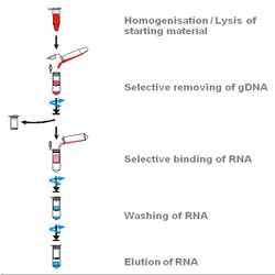 innuPREP RNA Mini Kit