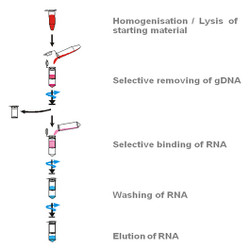 innuPREP Blood RNA Kit