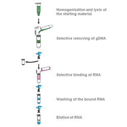 innuPREP Plant RNA Kit